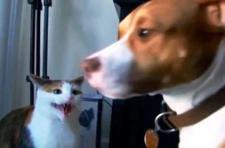 Dowcipy z kotami i psami (VIDEO)