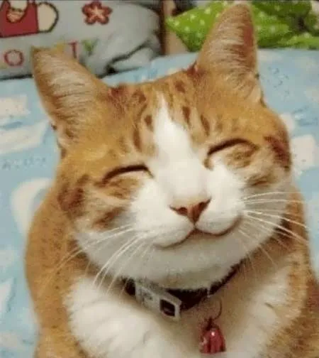 Jak zamienić ładnego kotka w potwora (WIDEO)