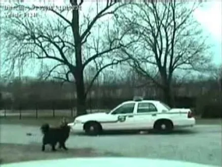 Psy całkowicie rozebrały policyjny samochód (HD WIDEO)